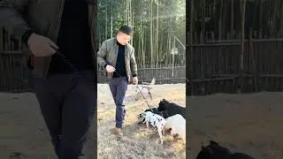 山里养狗🐶