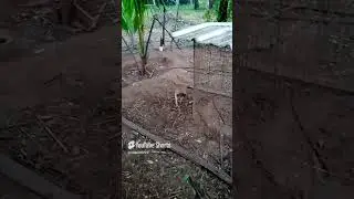 #funny_chicken *subscribe my channel 1K reach like and comment