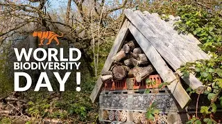 World BIODIVERSITY Day! | The Big Cat Sanctuary