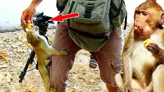 Adorable baby Alba get food from cameraman. Lovely baby monkey Alba