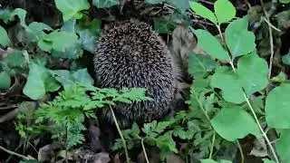 The Hedgepig of Auldyn Glen