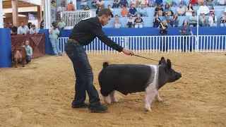 2025 Grand Champion Market Barrow | Big Tex Youth Livestock Auction