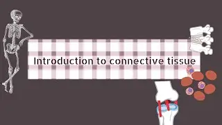 Introduction to connective tissue | Neet | Botany | Zoology | Education 