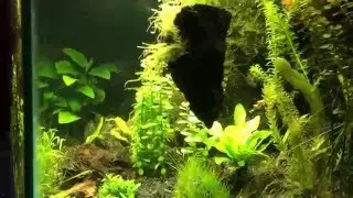 Aquarium with floating rock