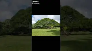 Hitachi Tree