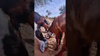 Big Male Goat Leading the Herd 🐐 |Village Goats Leader Eating First Bara Bakra aur Uska Jhund #Rural