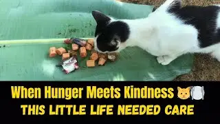 Kindness to Animals | Feeding a Street Cat Full Meal 🐱