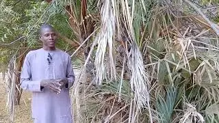 Did you know Doum palm trees protect our environment and support local livelihoods🌴Watch this video
