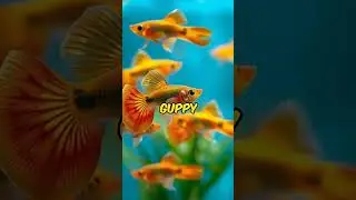 Ultimate Guide to Choosing the Perfect Pet Fish
