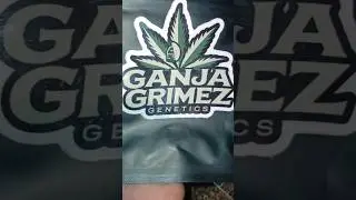 Blueberry Muffin &times; Sour Mac 4 bred by Ganja Grimez 100%germination