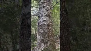 Taxus baccata 🌳🏔️ #nature  #tree