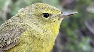 Monitoring Bird Populations in the Santa Monica Mountains | Bird Science & Conservation Webinar