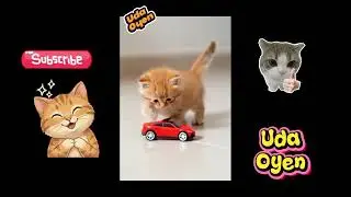 Kompilasi Video Kucing Oyen #kucingoyen #oyen #capcut #kucing #ai #aivideo #aishorts 