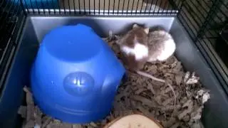 Claud and Sawyer - multimammate & male fancy mouse