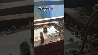 mahadev 🙏 #shiv #bholenath #baba #ytshorts #shortsfeed #viralshort​ #yt #sorts #viral #new #trending