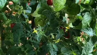 Карликовый томат 