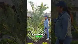 Grow LUSH Triangle Fan Palms with Fertilizer and Trimming Tips!