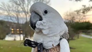 Chris the Cockatoo’s first time in the Car Wash!