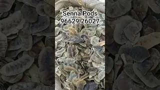 Senna Pods Supplier Near Me | Senna Pods Manufacturer in india | Supplier For Senna Pods #spices