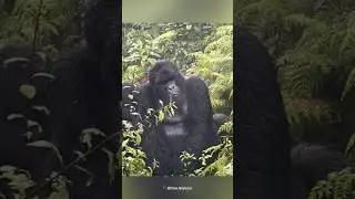 GORILLA RARE VIDEO 🦍 #shorts