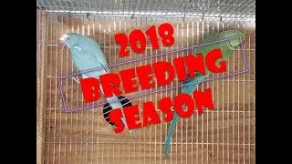 2018 BREEDING SEASON BEST PAIR OF INDIAN RINGNECK PARROTS