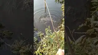 Add the fish paste # fishing in the lake # Grass for fishing fish walk # fish with beautiful Scenery
