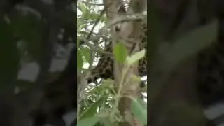 leopard in forest #shortsvideo #viralshort #shorts #HB cuber