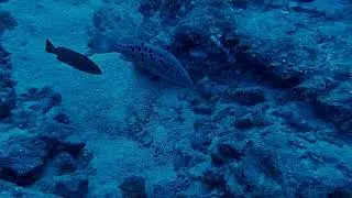 Mycteroperca fusca (Island grouper)