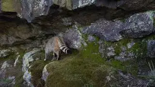 Kočka divok&aacute; | European wildcat | Felis silvestris silvestris