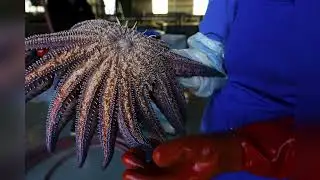 Uncovering the Sea Star Killer: Scientists Finally Solve 12-Year Mystery