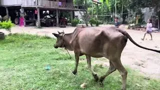 Bucows : cow and child #cow