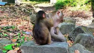Monkey Julie pregnant she is tired nearly give birth baby and Monkey Baila help massage