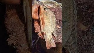 Big Tilapia Fish Cutting Skills 😱#viral #shorts #viralvideo