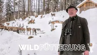 Wildf&uuml;tterung - Mit dem Hirsch auf Tuchf&uuml;hlung | O&Ouml; JagdTV