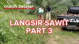 EMAK-EMAK LANGSIR SAWIT😅🤣