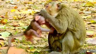 Most Terrify ! Cruel April Bite & Push Princeton Seriously Until Mum Help Very Quickly