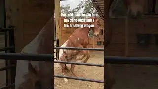 My Horse Goes Crazy!