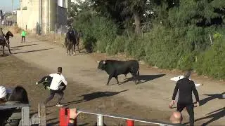 Encierro 7 de Septiembre - San Antolín 2024 Medina del Campo