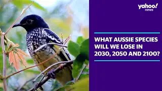 What Aussie species will we lose in 2030, 2050 and 2100? | Yahoo Australia