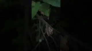 Cara menangkap Ayam Diatas Pohon dimalam Hari...!!!???🙄🙄🙄