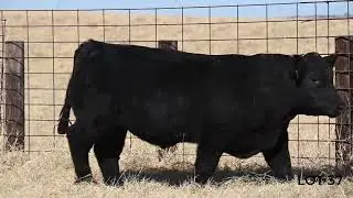 Lot 37
