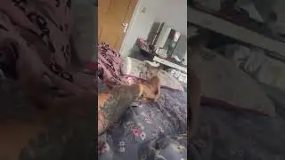 #sphynxkitten #cat #sphynx #kitten play fighting sphinx