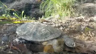 Hamilton Zoo Snake Turtle. 23 July 2021