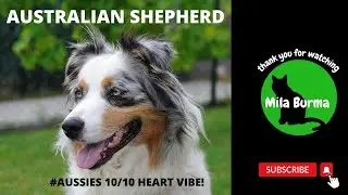 FUNNIEST DOG & CAT VIDEOS #shorts #aussie#try not to laugh#AUSSIES 10/10 HEART VIBE!🐕💗