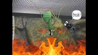 Sphodromantis Lineola Mukbang