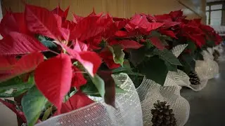 Corpus Christi Christmas Mass  - December 24,, 2021