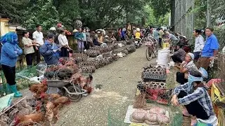 🔴 Trực tiếp: Chợ phiên Bắc Hà - Những Ngày Cuối Năm 01/02/2026 Dân Đổ Ra Chợ Đông Như Hội