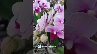 Beautiful Orchid Flowers,My Favorite Flowers!
