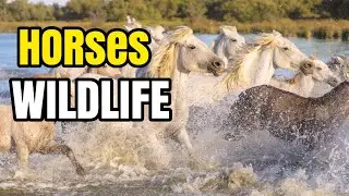 THE MAJESTIC WORLD OF HORSES: BREEDS, CARE, TRAINING, AND INTERESTING FACTS FOR HORSE LOVERS