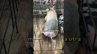 &iquest;Es RENTABLE  si tengo un semental con menos de 10 Cerdas? &iexcl;Aqu&iacute; te lo digo!🐷 #granja #cerdo